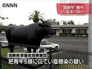 宮崎牛の種牛 口蹄疫感染の疑いで殺処分へ