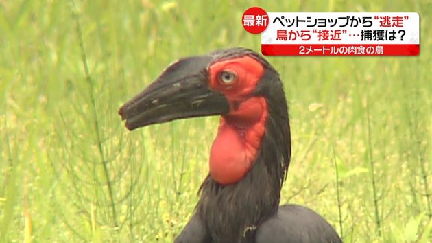 逃げたミナミジサイチョウに 接近 捕獲は