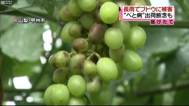 長雨でブドウの病気 べと病 広がる 山梨