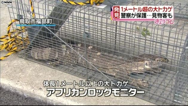 1メートル超の大トカゲ保護 見物客も 1メートル超の大トカゲ保護 見物客も