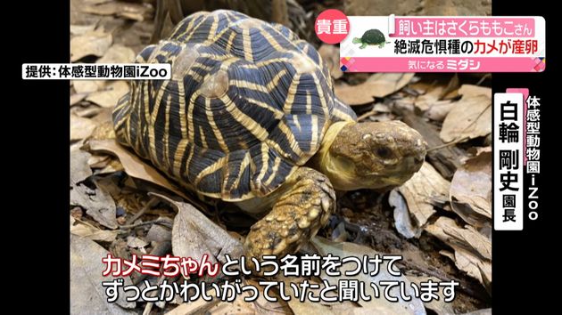 絶滅危惧種のカメ産卵 飼い主は 静岡