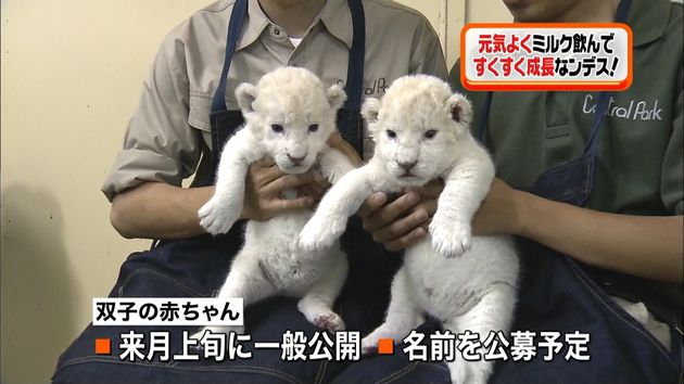 ホワイトライオン 双子の赤ちゃんスクスク
